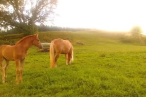 Ferienwohnumg & Zimmervermietung Rohrmoser Monika