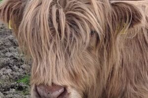 Ferienwohnung Elisabeths-Farm – Monteurzimmer