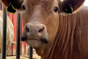 Ferienwohnung Enkenshof