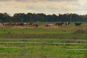 Ferienwohnung Erika Constabel