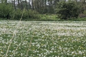 Ferienwohnung Jensen