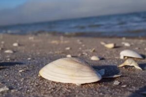 Ferienwohnung Kormoran – Daniela Malt