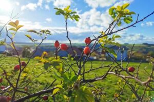 Ferienwohnung Löwenstern