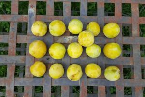 Ferienwohnung Madsen