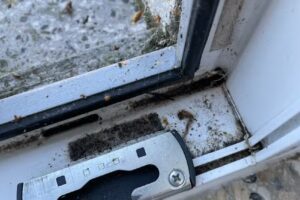 Ferienwohnung Mia – Hiddensee