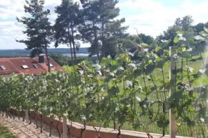 Ferienwohnung Schiele