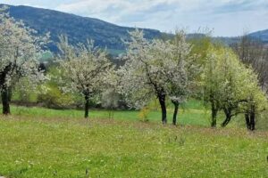 Ferienwohnung Zur schönen Aussicht