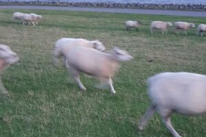 Ferienwohnungen Druminski