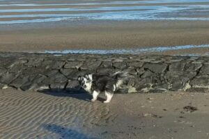 Ferienwohnungen für Hund und Herrchen in Cuxhaven von Hillmer