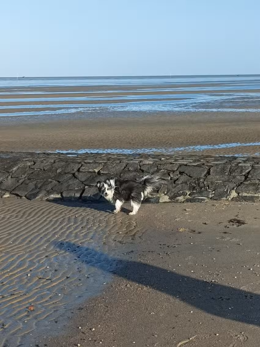 Ferienwohnungen für Hund und Herrchen in Cuxhaven von Hillmer