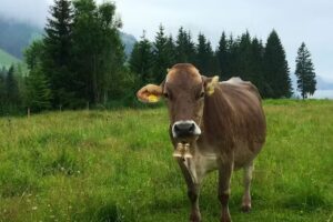 Ferienwohnungen Nachbaur