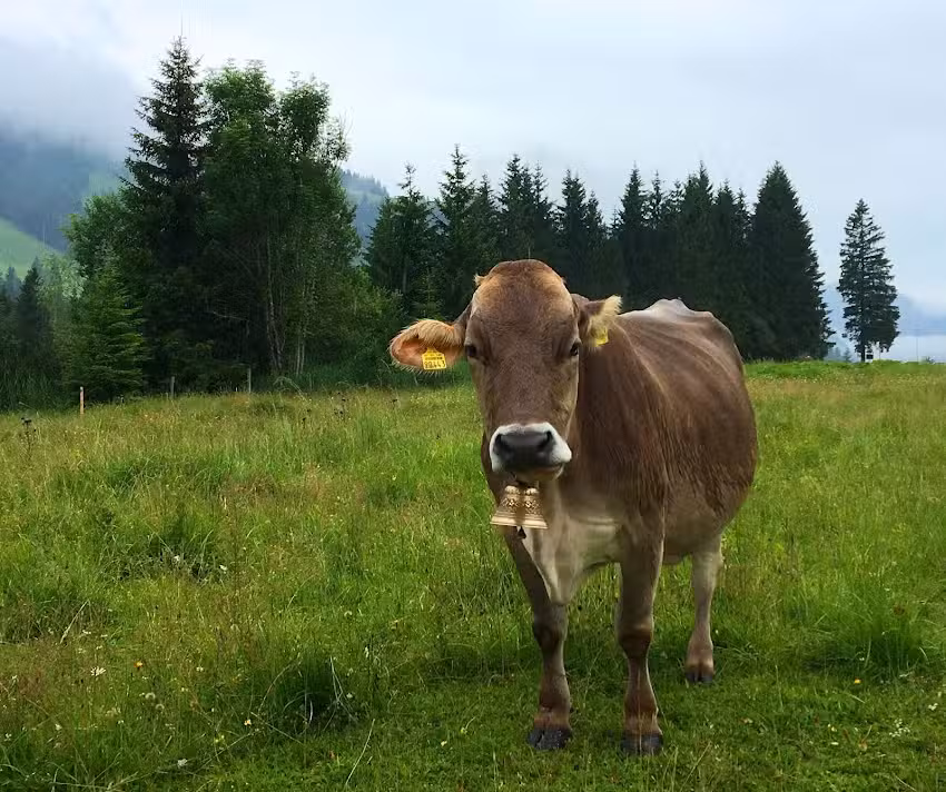Ferienwohnungen Nachbaur