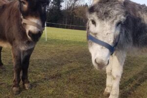 Ferienwohnungen Nuibauers-Hof *****