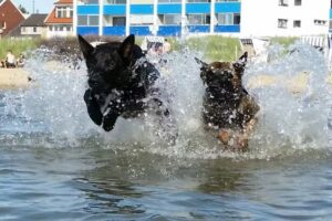 Ferienwohnungen und Ferienhaus an der Nordsee in Cuxhaven Sahlenburg