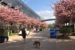 Flaucher Auen Studio Apartments