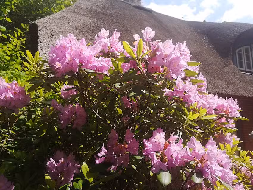 Freienstein auf Föhr