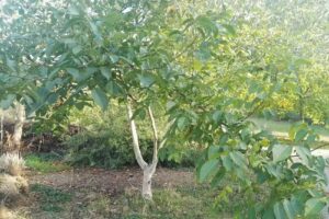 Furnished Flat Düsseldorf