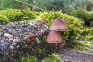 Gerber Garten- und Landschaftsbau GmbH