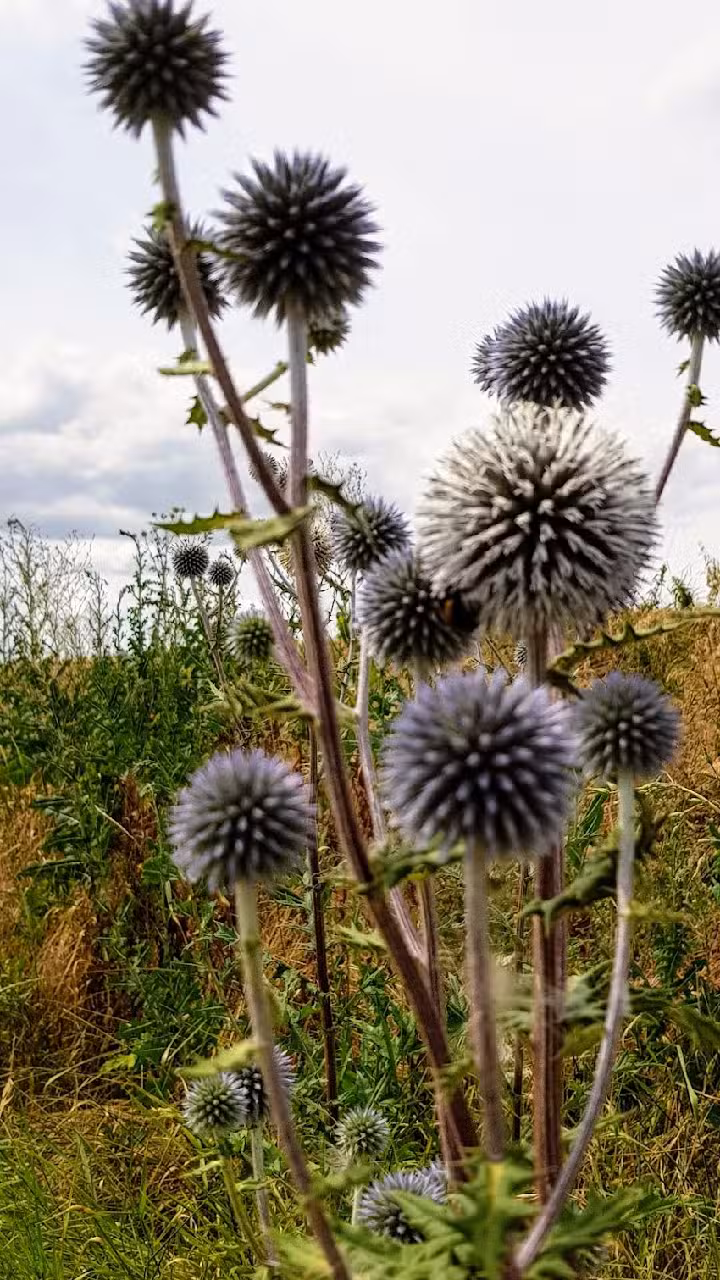 Gewerbepark Am Sender GmbH