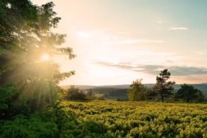 GoodSauerlandService