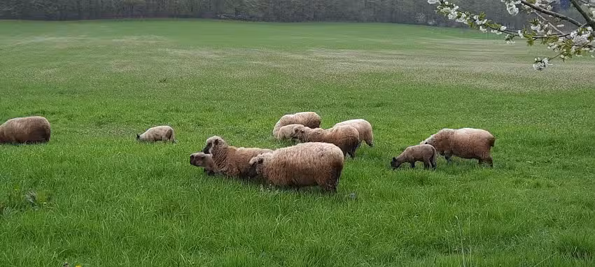 Gut Malberg – Ruhe & Entspannung in der Natur