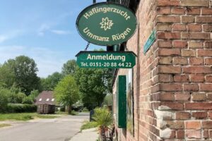 Haflingerzucht Ummanz Rügen