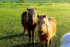 Harm U. Almuth Albers Ferienwohnungen Norddeich/ Nordsee