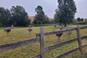 Hartmut Rätz StraußenfarmBerkenlatten