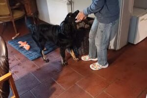 Hauckes Urlaub mit Hund