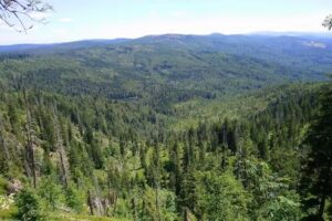 Haus WaldNest | Bayerischer Wald