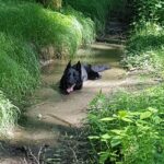 herrmanns-ferienhaus Zandt/Cham Bayerischer Wald Germany