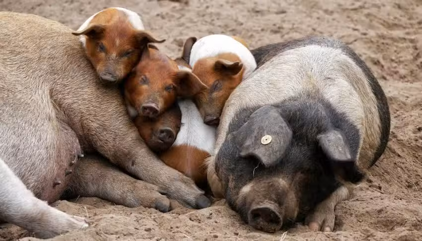 Hockmannshof – Ferienwohnung Nordsee