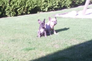 Hof Münkenland Ingrid Siebelts