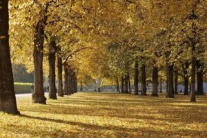 Hofgarten Immobilien