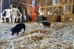 Hundeparadies Lienlasmühle Ferienwohnung und/oder Ferienhaus