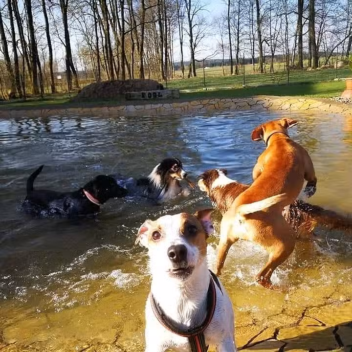 Hundeparadies Lienlasmühle Ferienwohnung und/oder Ferienhaus
