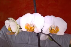 Immobilienverwaltung Strack