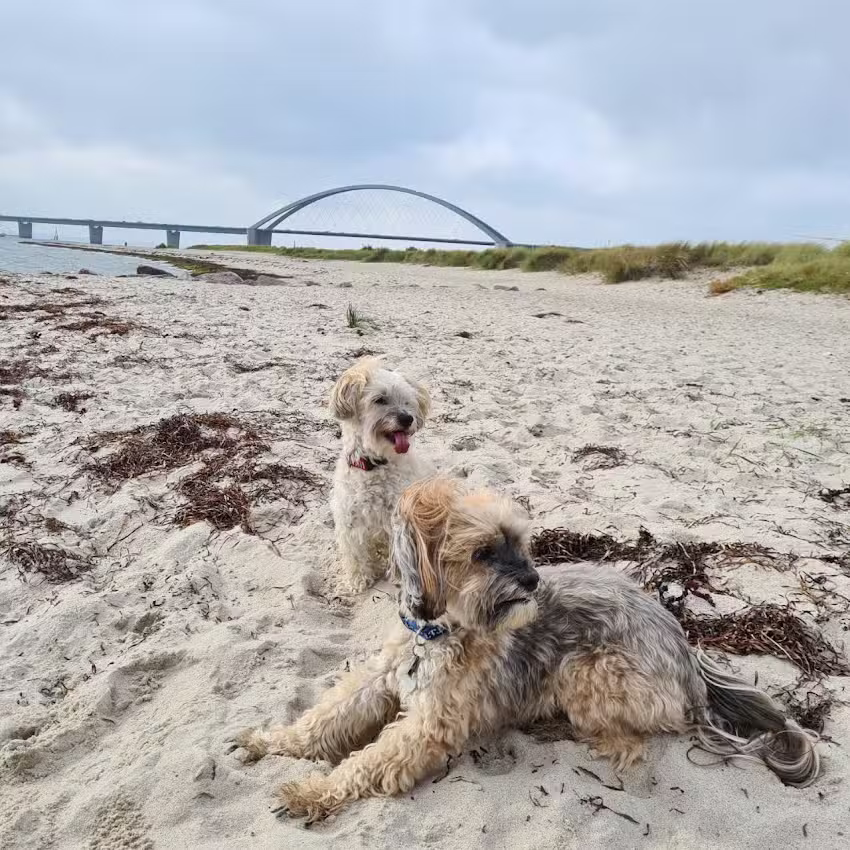 Inselblume-Fehmarn Ferienwohnung
