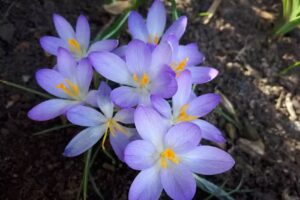 Islandpferde Ulrike Reisinger Pferdehof