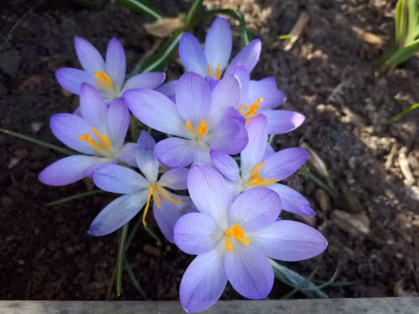 Islandpferde Ulrike Reisinger Pferdehof