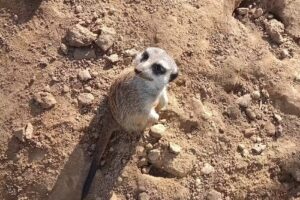 Kappel Grundstück und Verwaltung GmbH