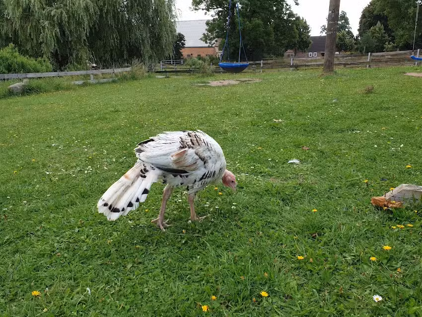 Kevin Meyer Schwalbenhof