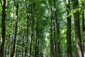 KL Grundbesitz GmbH & Co. KG