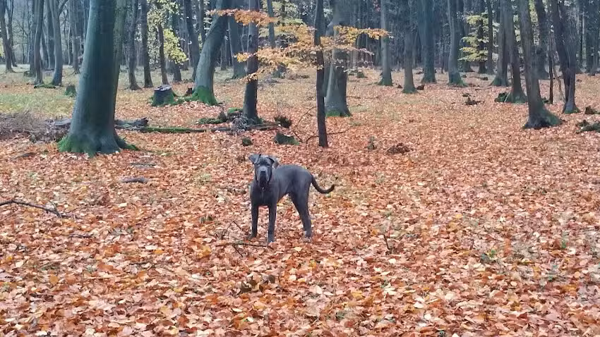 Klaus H. Hennig Immo-Haus ImmobilienService Klaus H. Hennig