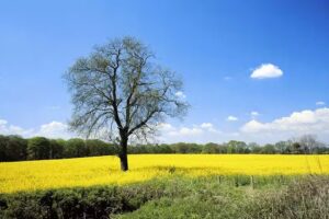Landgesellschaft Schleswig-Holstein mbH