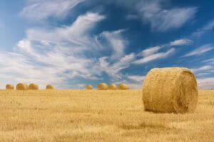 LBV Ulrich – Landwirtschaftliches Beratungs- u. Vermittlungsbüro ULRICH