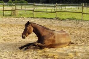 Maklerzentrale Rheinland, Inh. Michael Münstedt e.K.