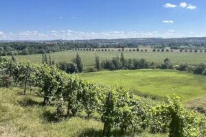 Max Klinger Weinberg Café & Ferienhäuser