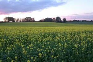 Meinrad Wessel Immobilien Wessel