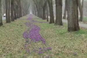 Müller & Bremermann Immobilien GmbH & Co. KG